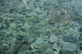 Riff im Roten Meer, Makadi Bay/Ägypten, Foto (c) ReiseLeise