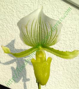 Paphiopedilum Blüte