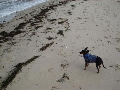 [View back 2008] Frierend auf Priwall