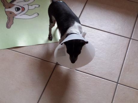 Arme kranke Luna