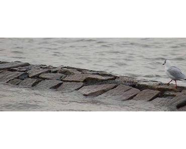 Mein Weg zu Paleo (Teil 3) + ein dickes Dankeschön