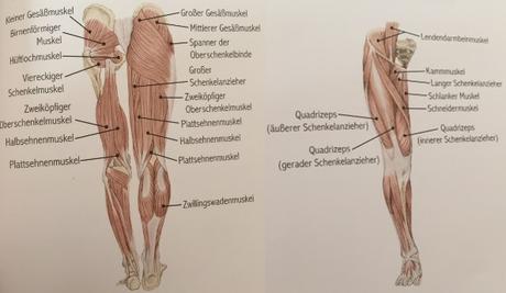 Beinmuskeltraining