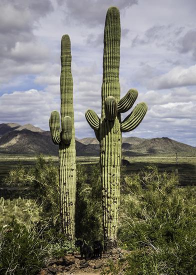 0322 1 13-Picacho-Peak-State-Park-Arizona-USA