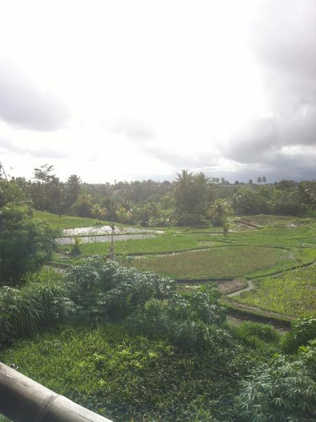 Der Blick auf die Reisfelder vom schönen Sari Organic