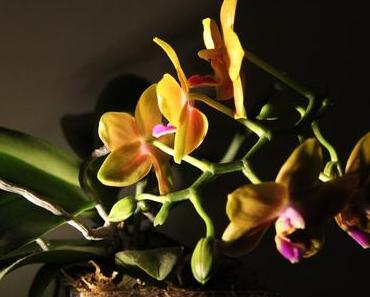 Foto: Mini-Phalaenopsis in Blüte
