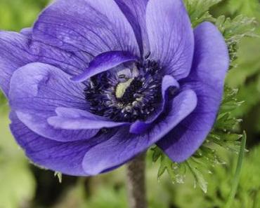 Aus meinem Garten: März