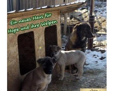 Ein neues Haus für Hope und ihre Welpen !