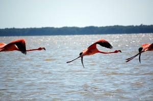 Fliegende Flamingos über dem Mangrovensee © Mindaugas Danys, creative common license 2.0, via flickr, http://goo.gl/ndM0yL