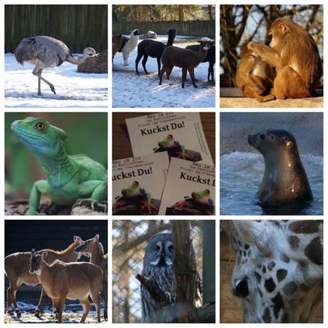 Ausflugtipps: Winterbesuch im Zoo