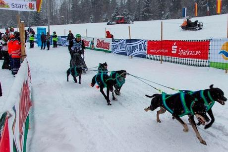 Schlittenhunderennen Weltmeisterschaft 2015 in Todtmoos im Schwarzwald