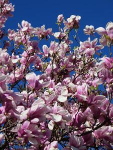 Magnolienblüte