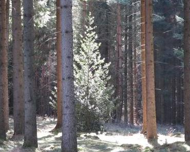 Sonntagsrunde im Wald