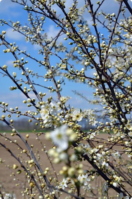 Kirschblüten (02) am Rhein zum kleinen Dienstag