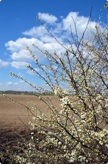 Kirschblüten (03) am Rhein zum kleinen Dienstag