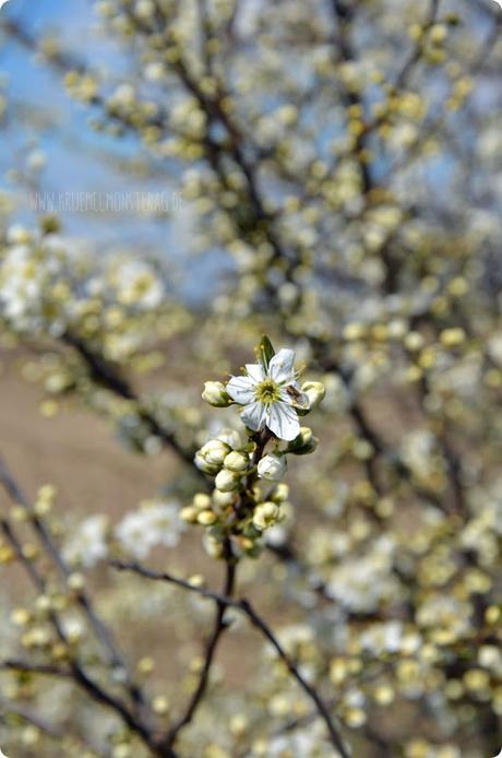 Kirschblüten (01) am Rhein zum kleinen Dienstag