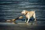 Ostersonntag – Spaziergang mit Hund auf der Elbinsel Krautsand