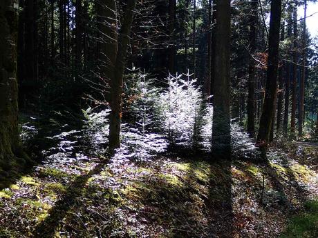 Silberzauber im Wald. - © Foto: Erich Kimmich