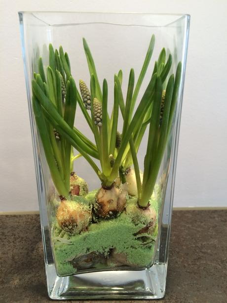 Biologiestunde in der Stube: Blumenzwiebeln im Glas