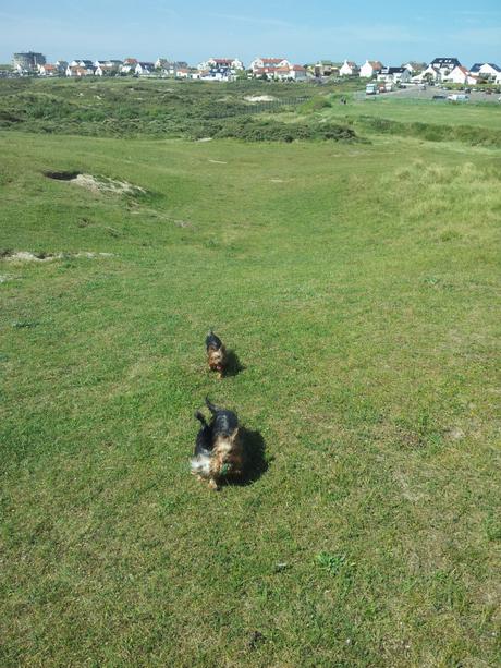 0412 Unsere Yorkies in den Dünen in Zandvoort - Der Yorkshire Terrier Blog