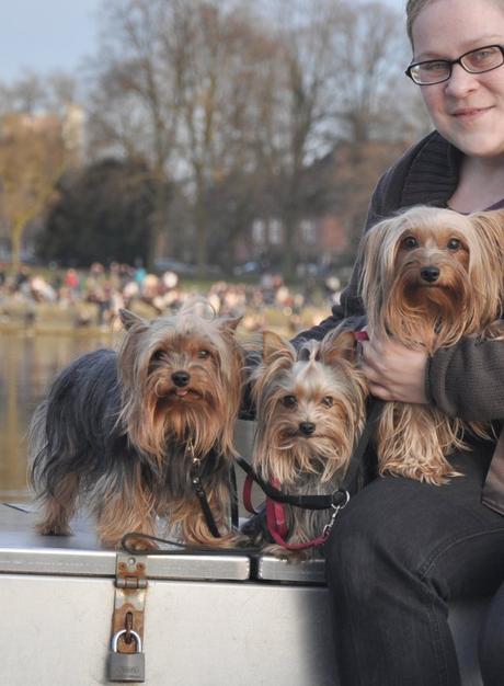 0412 Kellie Jaxson mit Kimi, Blanket und Amy - Der Yorkshire Terrier Blog