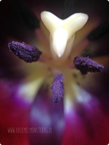 gefüllte dunkelrosa Tulpe (01)