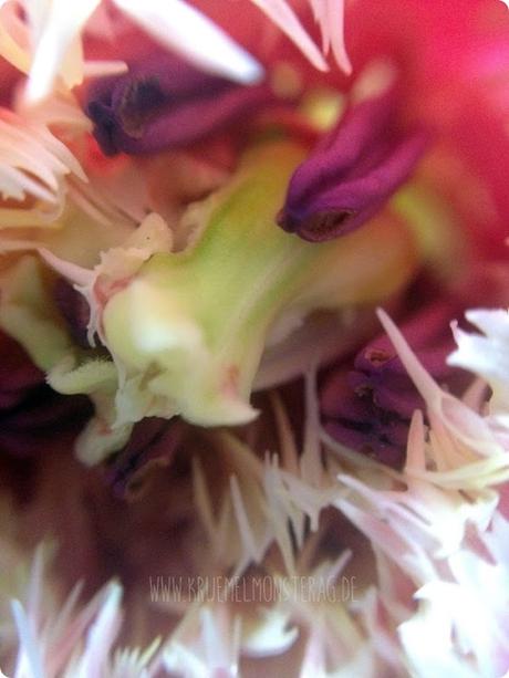 gefüllte dunkelrosa Tulpe (02)