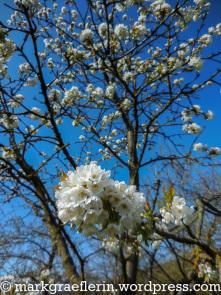 Kirschblüten-Wanderung im Markgräflerland 2015