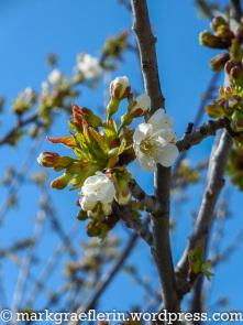Kirschblüten-Wanderung im Markgräflerland 2015