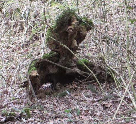 Kräuterweg Neunkirchen-Seelscheid