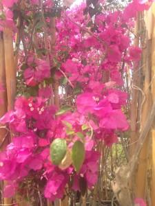 Bouganvillea blühen in Bodrum in rosa, weiss, rosa-weiss und in einem kräftigen Pink.