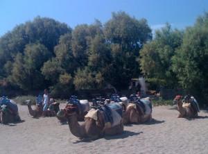 Heute dienen die Dromedare als Touristen Attraktion: Einmal Kamel reiten für 15 TL