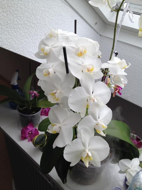 Mutter-Orchidee