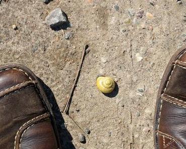 Kennt ihr Bauchfüßer?