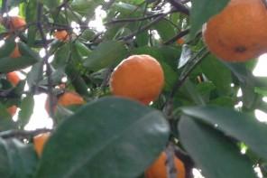 Vor allem in Bodrum Ortakent kannst du viele Mandarinenplantagen sehen. Einige tragen noch Früchte, doch die nächsten Blüten zeigen sich.