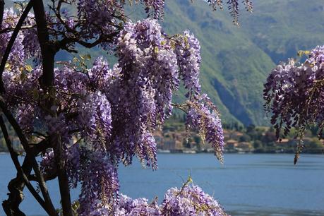 Der Comer See: Hochalpine Landschaft - mediterrane Pflanzenwelt