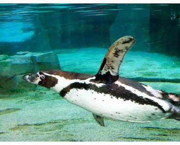 Welt-Pinguin-Tag – der World Penguin Day