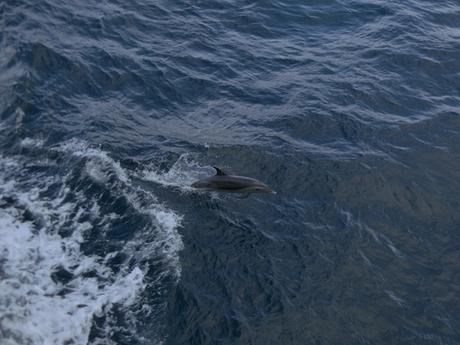 20_Delfin-neben-der-Royal-Clipper-Karibik