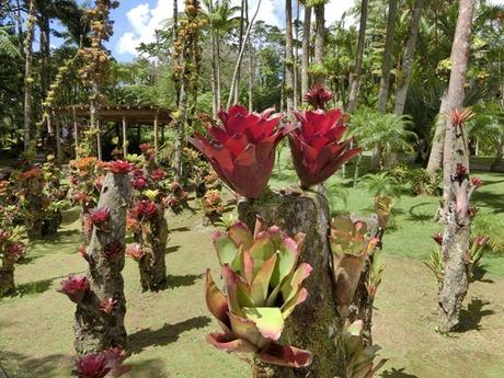 25_Botanischer-Garten-Martinique-Karibik