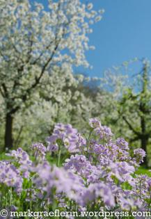 Letzte Bilder von der Kirschblüte im Markgräflerland – 2015