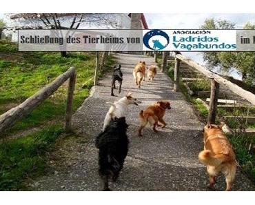 Schliessung des Tierheims in Granada 21 Hunde in Not