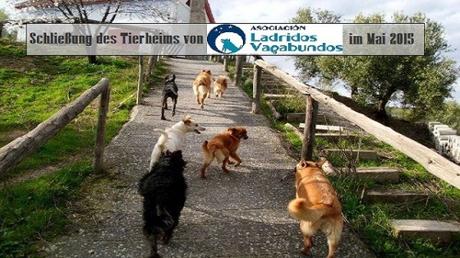 Schliessung des Tierheims in Granada 21 Hunde in Not 
