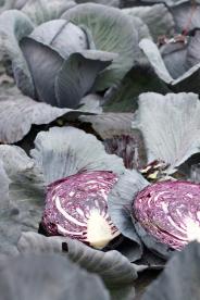 Wie kommt der Rotkohl ins Glas? Eine Blogreise zu Kühne