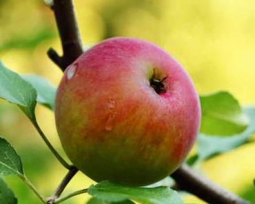 Mit Apfelessig abnehmen?