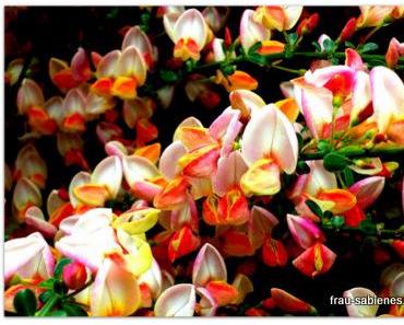 Mai – Marienmonat, Wonnemonat, wilder Monat