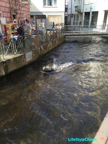 Krokodil im Fluß :)