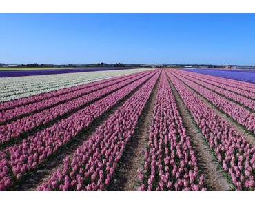 Ein Drohnenflug über Tulpenfelder in Holland