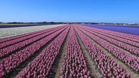 Ein Drohnenflug über Tulpenfelder in Holland