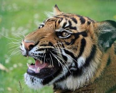 Größte Amurtiger-Auswilderung der Geschichte