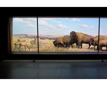 Die Welt im Glaskasten – Restaurierung der Dioramas im American Museum for Natural History