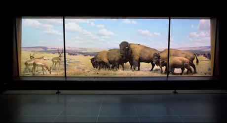 Die Welt im Glaskasten – Restaurierung der Dioramas im American Museum for Natural History